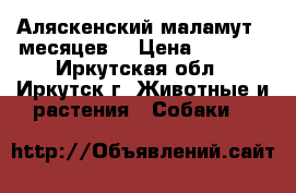 Аляскенский маламут.6 месяцев. › Цена ­ 5 000 - Иркутская обл., Иркутск г. Животные и растения » Собаки   